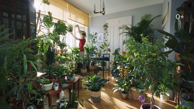 Video Reference: Plant, Property, Flowerpot, Houseplant, Botany, Lighting, Interior design, Terrestrial plant, Building, Fixture