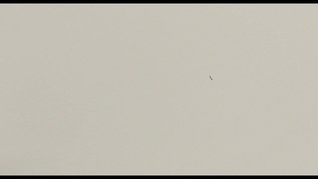 Video Reference: Bird, Rectangle, Sky, Parallel, Font, Slope, Pattern, Circle, Event, Paper product