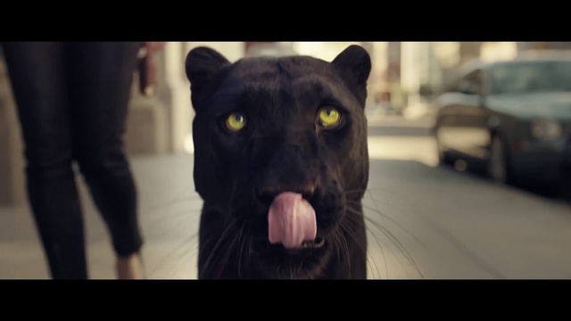 Video Reference: Head, Eye, Dog breed, Jaw, Flash photography, Carnivore, Felidae, Terrestrial animal, Whiskers, Small to medium-sized cats