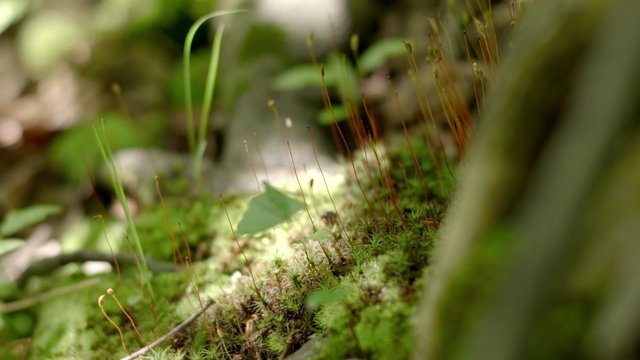 Video Reference: moss, forest floor, macro, close-up, plants, greenery, nature, shallow depth of field, outdoors, woodland, ground cover, wild plants