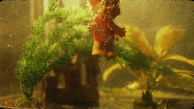 Video Reference: Window, Plant, Organism, Terrestrial plant, Underwater, Marine biology, Rectangle, Grass, Tints and shades, Aquatic plant