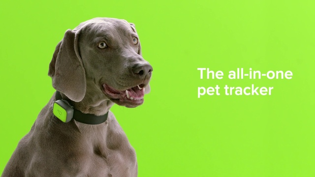 Video Reference: Dog, Carnivore, Collar, Pet supply, Liver, Dog breed, Fawn, Dog collar, Companion dog, Snout