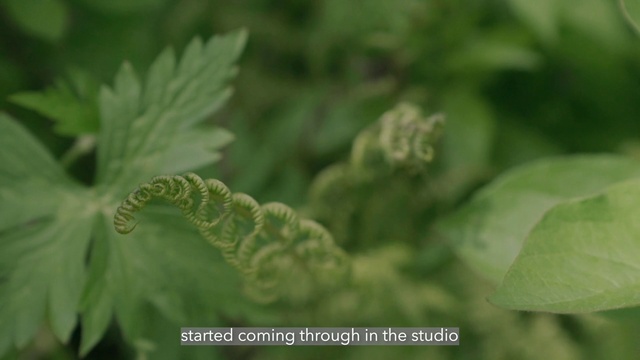 Video Reference: Terrestrial plant, Leaf vegetable, Flowering plant, Annual plant, Subshrub, Plant, Macro photography, Herb, Groundcover, Grass