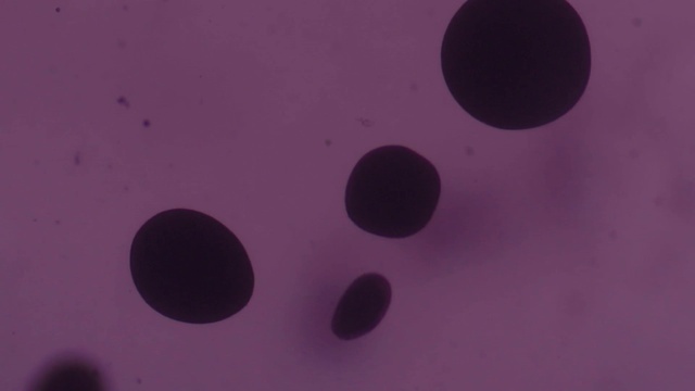 Video Reference: Purple, Liquid, Violet, Material property, Magenta, Tints and shades, Circle, Font, Electric blue, Pattern