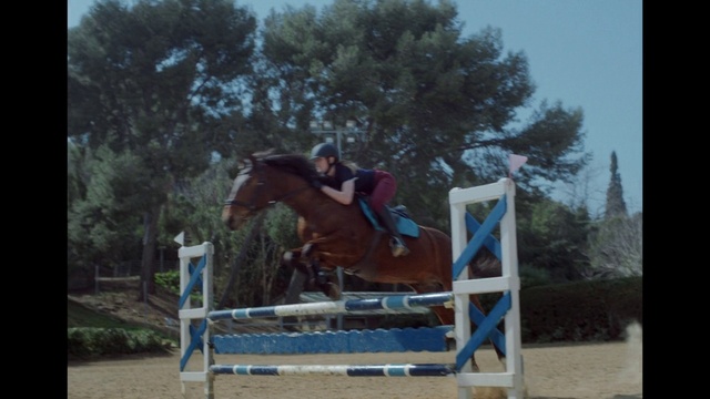 Video Reference: Horse, Show jumping, Hurdle, Equestrian helmet, Tree, Helmet, Halter, Steeplechase, Horse tack, Working animal