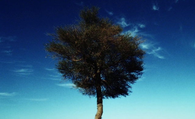 Video Reference: Sky, Atmosphere, Twig, Natural landscape, Trunk, Tree, Cloud, Arecales, Wood, Freezing