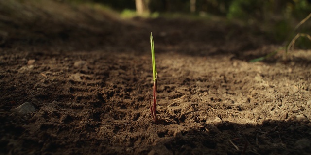 Video Reference: Plant, Terrestrial plant, Grass, Natural landscape, Asphalt, Landscape, Event, Wood, Soil, Sand