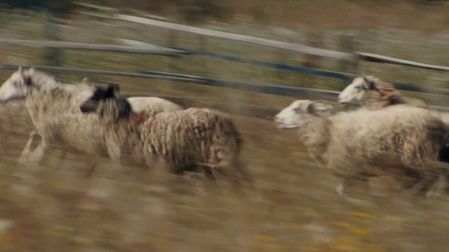 Video Reference: Working animal, Water, Sheep, Terrestrial animal, Fence, Snout, Landscape, Grazing, Livestock, Grassland