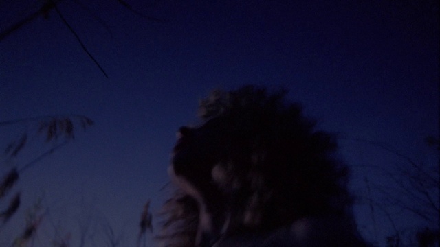 Video Reference: Sky, Cloud, Arecales, Overhead power line, Tints and shades, Dusk, Tree, Electric blue, Felidae, Midnight