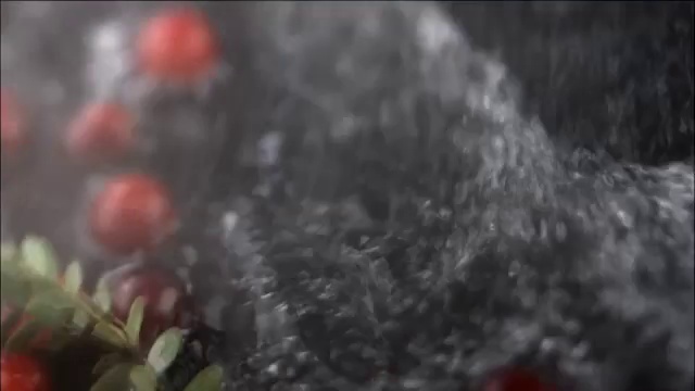 Video Reference: Plant, Petal, Grass, Flowering plant, Soil, Macro photography, Carmine, Pattern, Fur, Berry