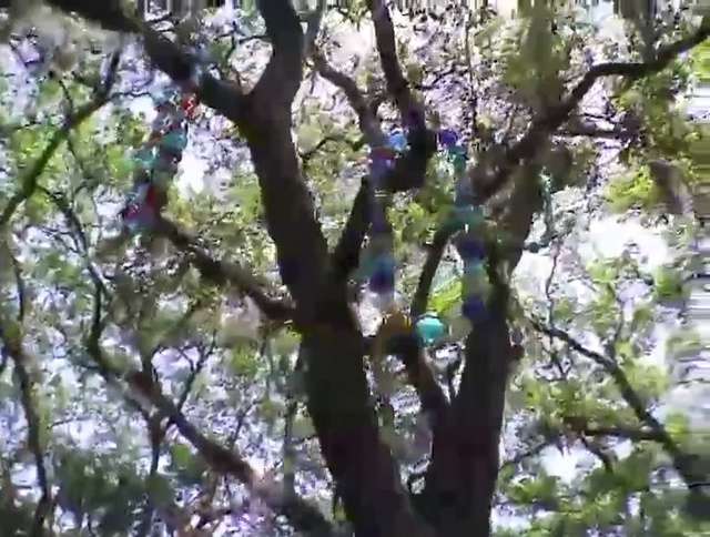 Video Reference: Twig, Plant, Tree, Trunk, Flower, Terrestrial plant, Flowering plant, Blossom, Temperate broadleaf and mixed forest, Electric blue