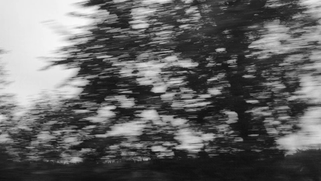 Video Reference: Plant, Twig, Natural landscape, Grey, Black-and-white, Sky, Wood, Evergreen, Cloud, Tints and shades
