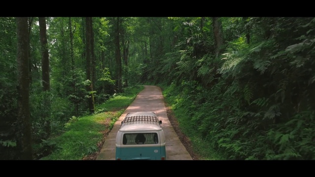 Video Reference: Plant, Tree, Natural landscape, Wood, Terrestrial plant, Vehicle, Biome, Track, Grass, Trunk