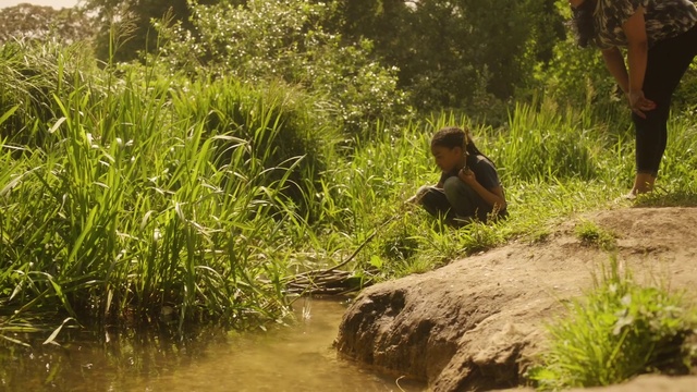 Video Reference: Plant, Plant community, Leaf, Natural landscape, Botany, Vegetation, Wood, Sunlight, Terrestrial plant, People in nature