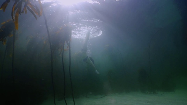 Video Reference: Water, Atmosphere, Plant, Underwater, Sunlight, Tree, Atmospheric phenomenon, Fog, Marine biology, Terrestrial plant