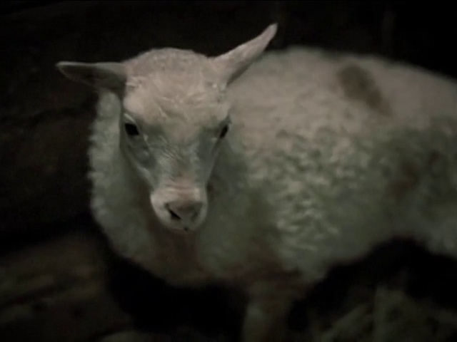 Video Reference: Sheep, Sheep, Terrestrial animal, Ear, Snout, Goats, Livestock, Goat, Working animal, Fur