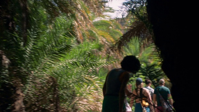 Video Reference: Plant, Leaf, Botany, Tree, Terrestrial plant, Arecales, Sunlight, Biome, Woody plant, Leisure