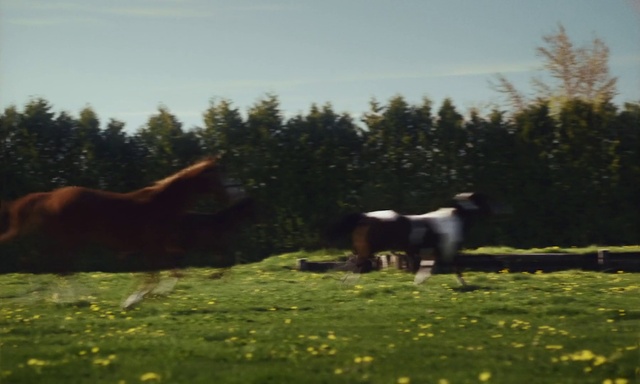 Video Reference: Sky, Plant, Tree, Flower, Natural landscape, Highland, Grass, Working animal, Fawn, Grazing