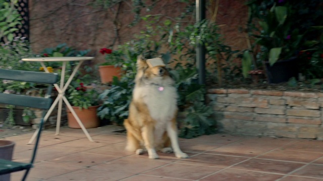 Video Reference: Plant, Carnivore, Dog breed, Fawn, Small to medium-sized cats, Felidae, Road surface, Snout, Whiskers, Tail