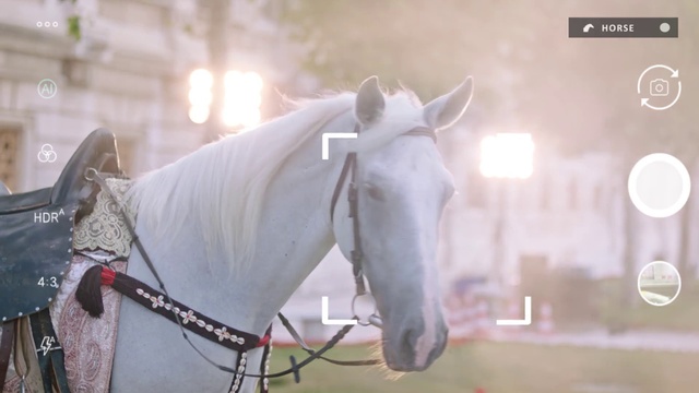 Video Reference: Horse, Light, Working animal, Horse tack, Halter, Bridle, Bit, Horse supplies, Mammal, Grey
