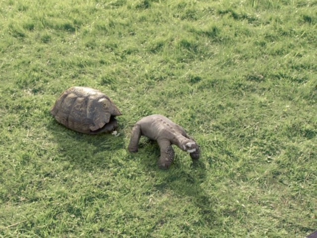 Video Reference: Ecoregion, Reptile, Natural environment, Chelonoidis, Galápagos tortoise, Gopher tortoise, Grass, Grassland, Turtle, Groundcover
