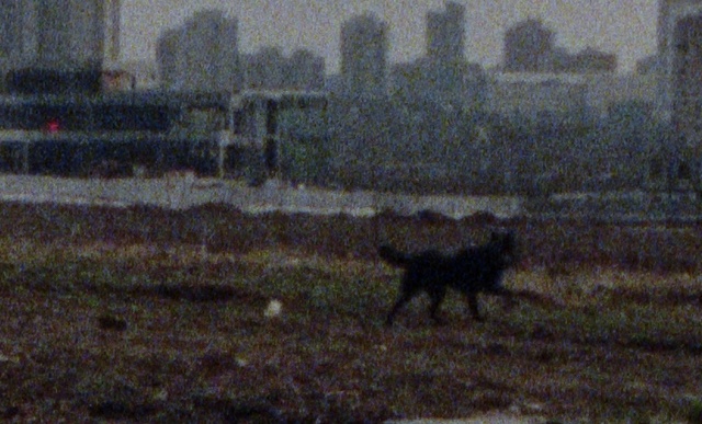 Video Reference: Dog, Carnivore, Art, Building, Tints and shades, Painting, Sporting Group, Tail, Canidae, Grass