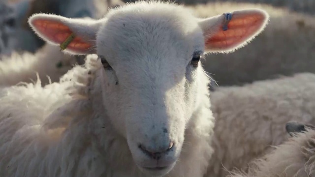 Video Reference: Sheep, Mammal, Sheep, Terrestrial animal, Bathtub, Snout, Livestock, Grassland, Fur, Landscape