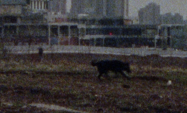 Video Reference: Building, Atmospheric phenomenon, Carnivore, Event, Cat, Grass, Tail, Soil