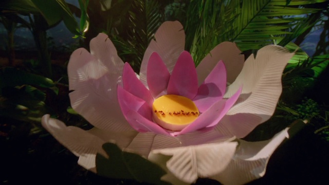 Video Reference: Flower, Plant, Lotus, Sacred lotus, Petal, Botany, Terrestrial plant, Pink, Lotus family, Aquatic plant