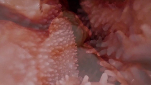Video Reference: Petal, Pink, Plant, Close-up, Peach, Reef, Pattern, Macro photography, Natural material, Flowering plant