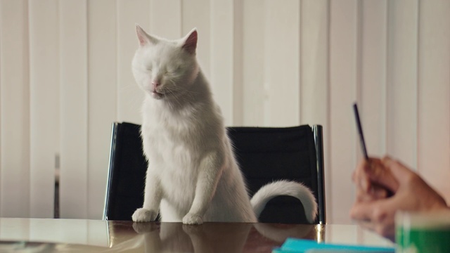 Video Reference: Cat, Carnivore, Felidae, Small to medium-sized cats, Whiskers, Snout, Tail, Domestic short-haired cat, Paw, Office supplies