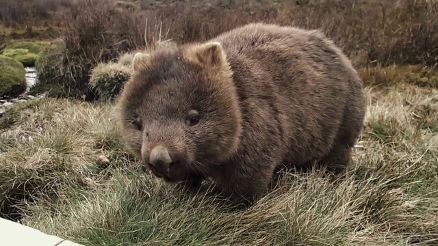 Video Reference: Brown, Brown bear, Grizzly bear, Carnivore, Wombat, Terrestrial animal, Kodiak bear, Grass, Natural landscape, Snout