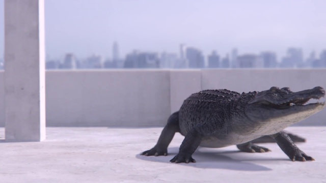 Video Reference: Eye, Building, Reptile, Grey, Sky, Scaled reptile, Terrestrial animal, Skyscraper, Snout, Tower block