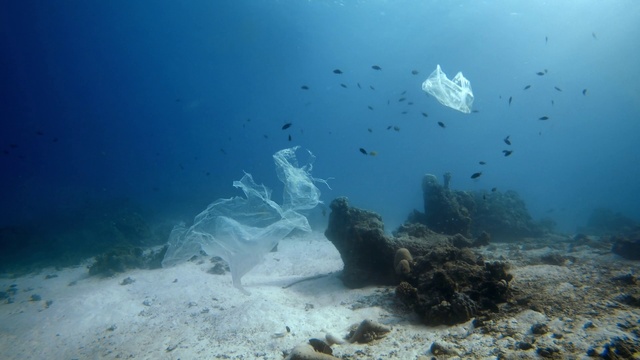 Video Reference: Water, Fluid, Underwater, Organism, Body of water, Fish, Coastal and oceanic landforms, Fin, Marine biology, Coral