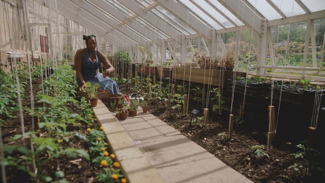 Video Reference: Plant, Greenhouse, Botany, Grass, Adaptation, Groundcover, Leisure, Agriculture, Grass family, Wood