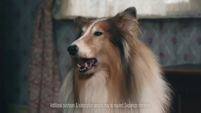 Video Reference: Dog, Carnivore, Dog breed, Rough collie, Fawn, Companion dog, Whiskers, Shetland sheepdog, Collie, Terrestrial animal