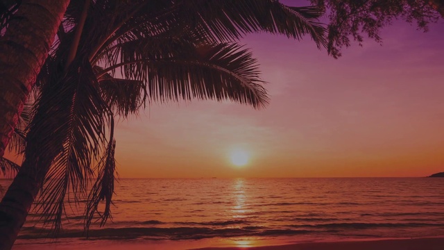 Video Reference: Water, Sky, Cloud, Plant, Light, Nature, Afterglow, Tree, Arecales, Dusk