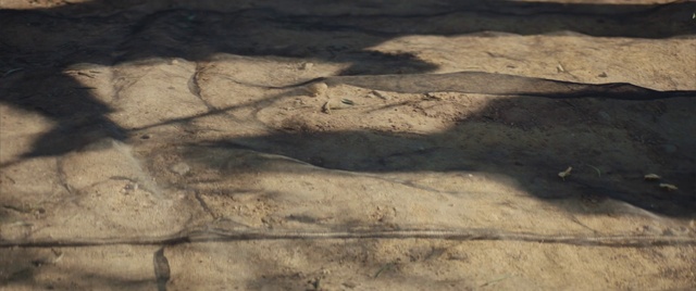 Video Reference: Ecoregion, Automotive tire, Wood, Road surface, Grass, Plain, Tints and shades, Landscape, Trunk, Pattern