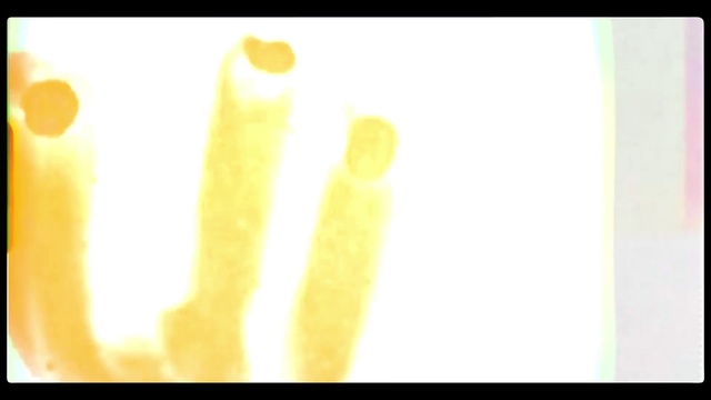 Video Reference: Plant, Gesture, Font, Finger, Cuisine, Nail, Dish, Petal, Wax, Match