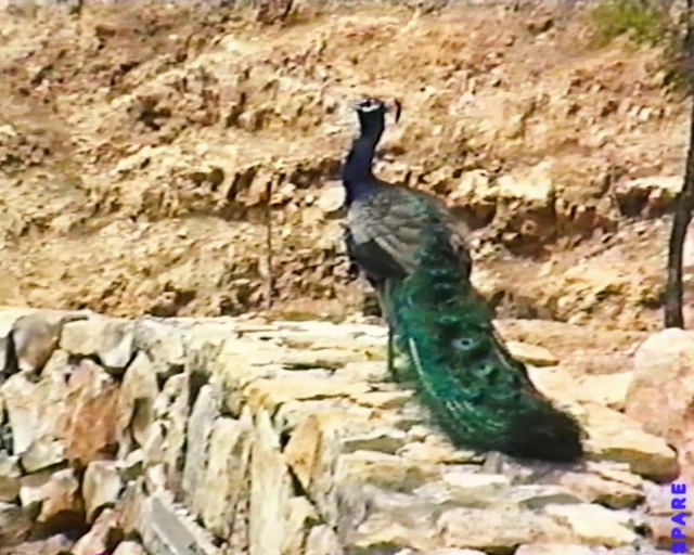 Video Reference: Bird, Peafowl, Beak, Phasianidae, Feather, Terrestrial animal, Galliformes, Plant, Tail, Electric blue