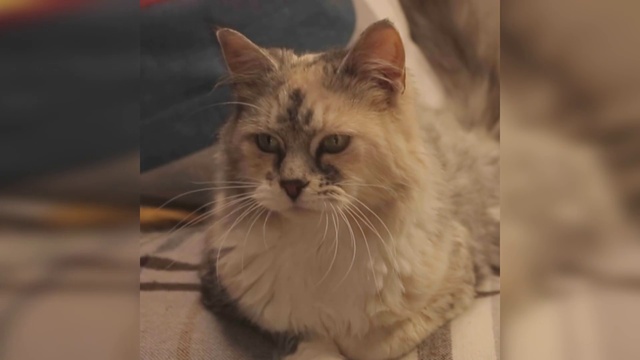 Video Reference: Cat, Eye, Felidae, Small to medium-sized cats, Carnivore, Whiskers, Fawn, Snout, Fur, Terrestrial animal