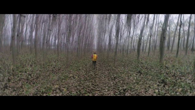 Video Reference: Plant, Tree, Natural landscape, Wood, Branch, People in nature, Terrestrial plant, Twig, Woody plant, Grass