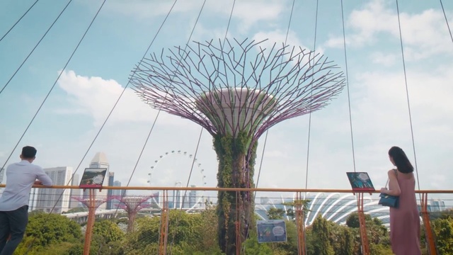 Video Reference: Cloud, Sky, Plant, Building, Arecales, Terrestrial plant, Grass, Tree, Grass family, Pole