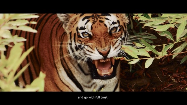 Video Reference: Bengal tiger, Siberian tiger, Tiger, Felidae, Carnivore, Organism, Big cats, Roar, Whiskers, Terrestrial animal