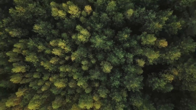 Video Reference: Plant, Terrestrial plant, Evergreen, Larch, Shrub, Groundcover, Natural landscape, Forest, Landscape, Flowering plant