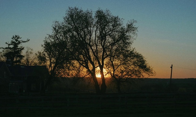 Video Reference: Sky, Atmosphere, Afterglow, Branch, Natural landscape, Twig, Tree, Red sky at morning, Dusk, Sunset