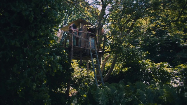 Video Reference: Building, Natural environment, Branch, Plant, Tree, Yellow, Twig, Woody plant, Natural landscape, Wood
