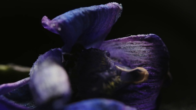 Video Reference: Flower, Plant, Purple, Petal, Violet, Terrestrial plant, Electric blue, Flowering plant, Macro photography, Annual plant