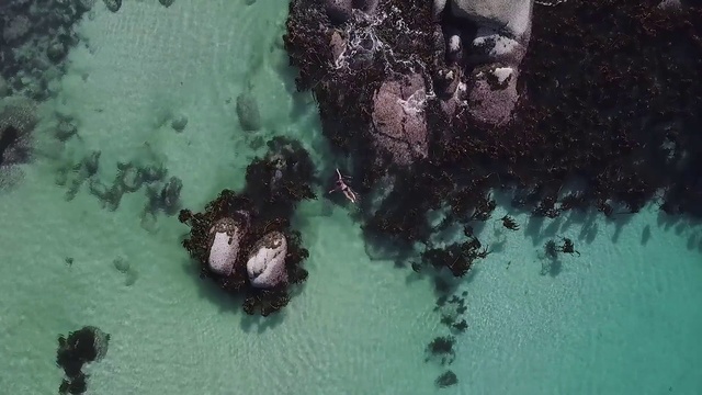 Video Reference: Water, Organism, Underwater, Coral, Marine biology, Reef, Algae, Soil, Coral reef, Stony coral
