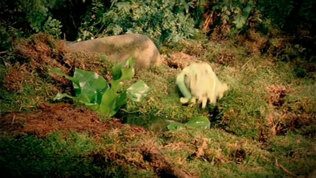 Video Reference: Plant, Plant community, Natural landscape, Carnivore, Grass, Fawn, Felidae, Terrestrial animal, Groundcover, Terrestrial plant